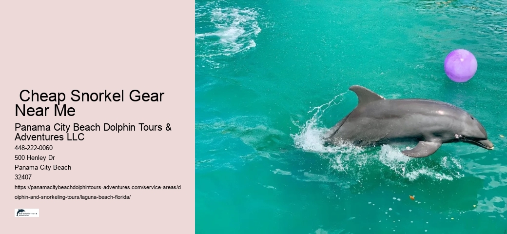 How Much Does It Cost To Swim With Dolphins