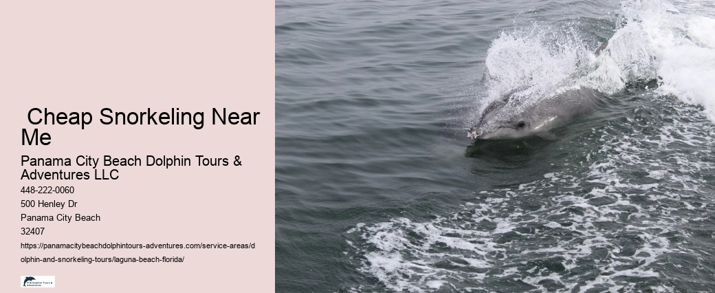 Snorkeling With Dolphins Near Me