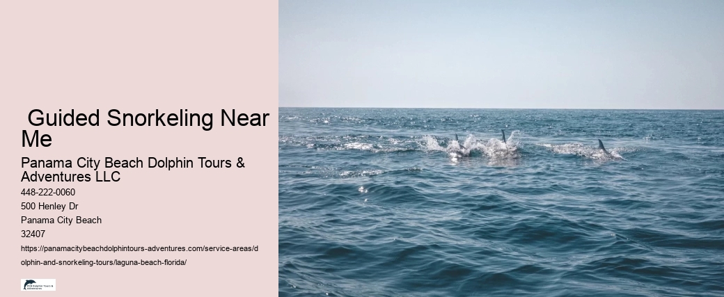 Kayaking With Dolphins Near Me