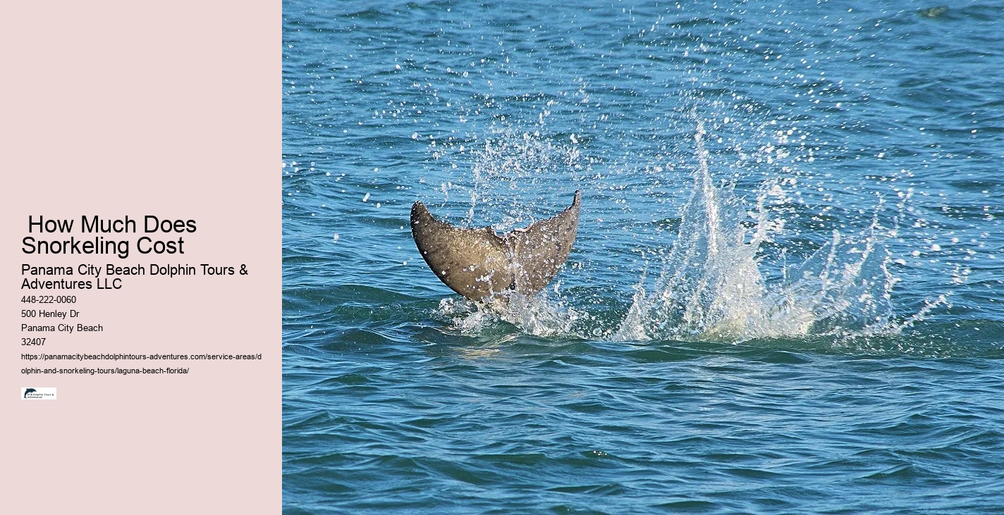 Dolphin-watching