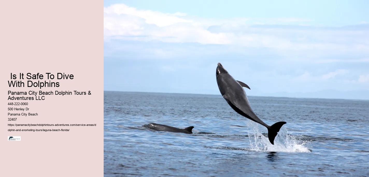 What to do if a dolphin is stranded on a beach