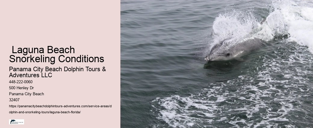 What month is best for dolphin watching