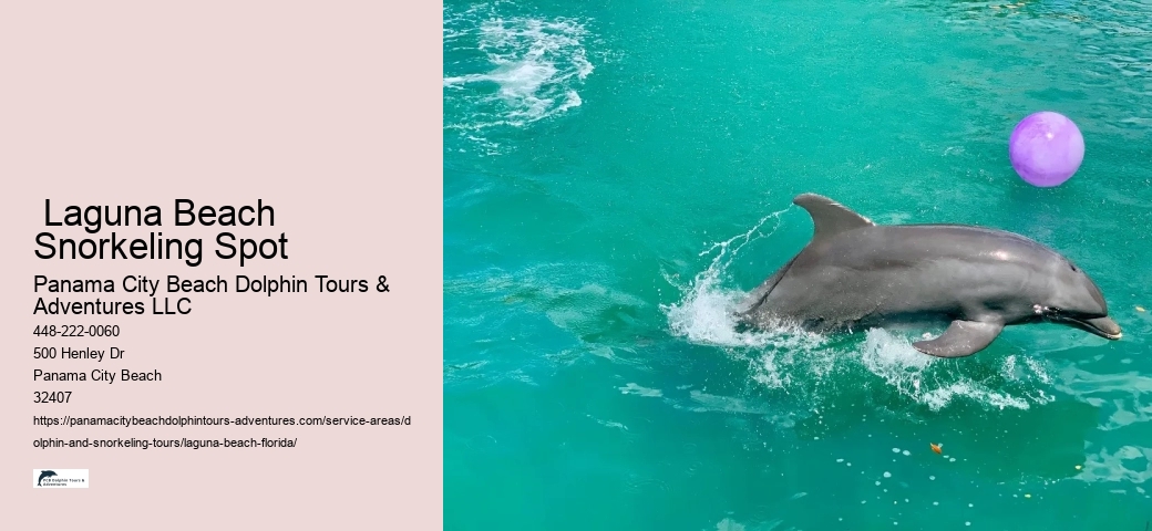 Can you still swim with dolphins in Florida