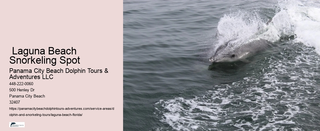 What should you not do while swimming with dolphins