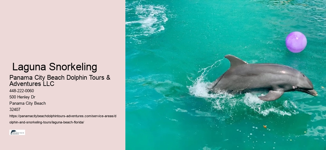 Free Dolphin Tours Near Me