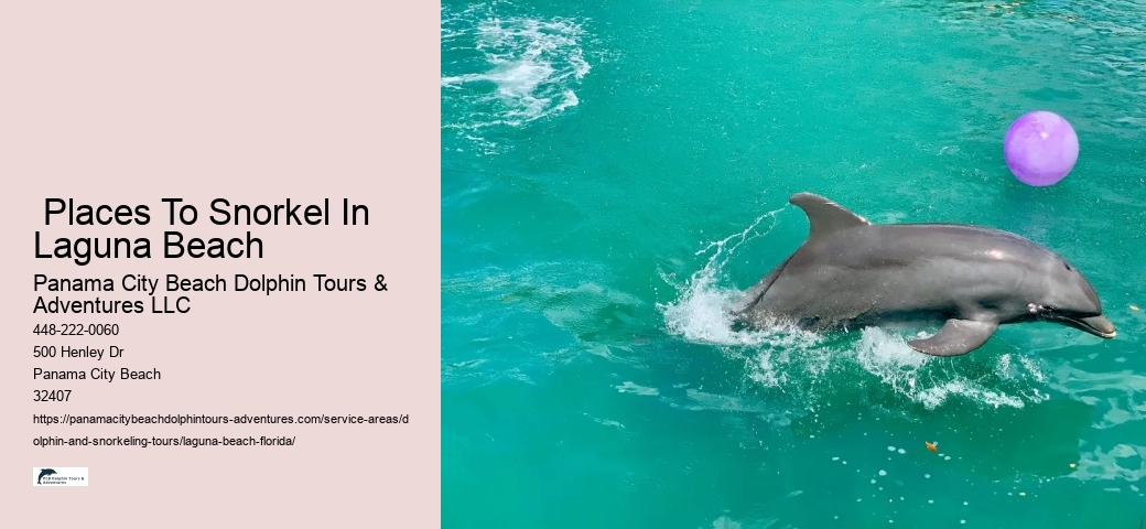 Dolphin Cruise And Snorkeling Adventure