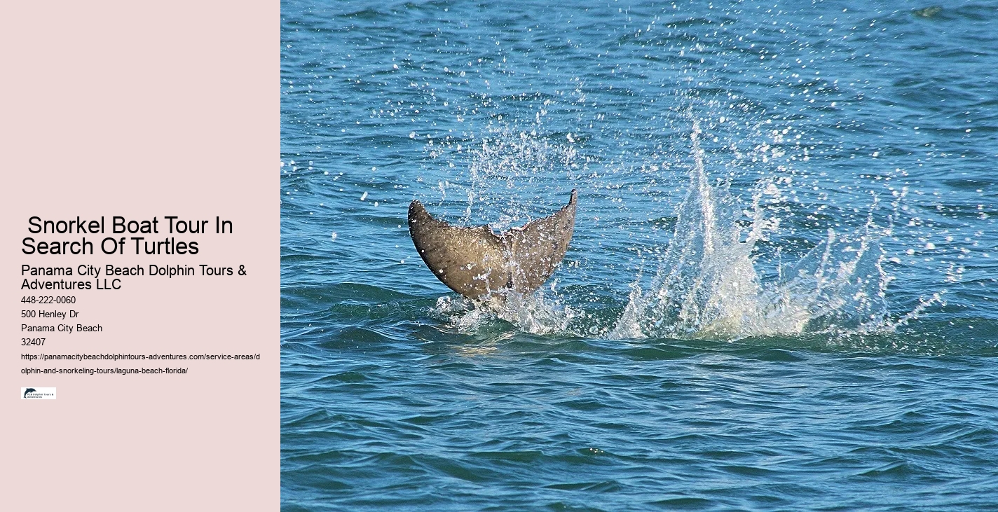 Dolphin Seeing Near Me