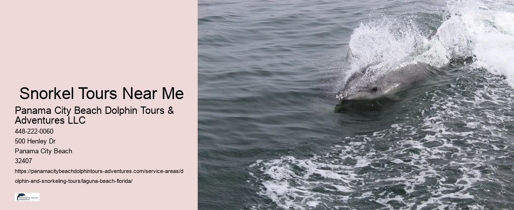 Dolphin And Shelling Tours Near Me