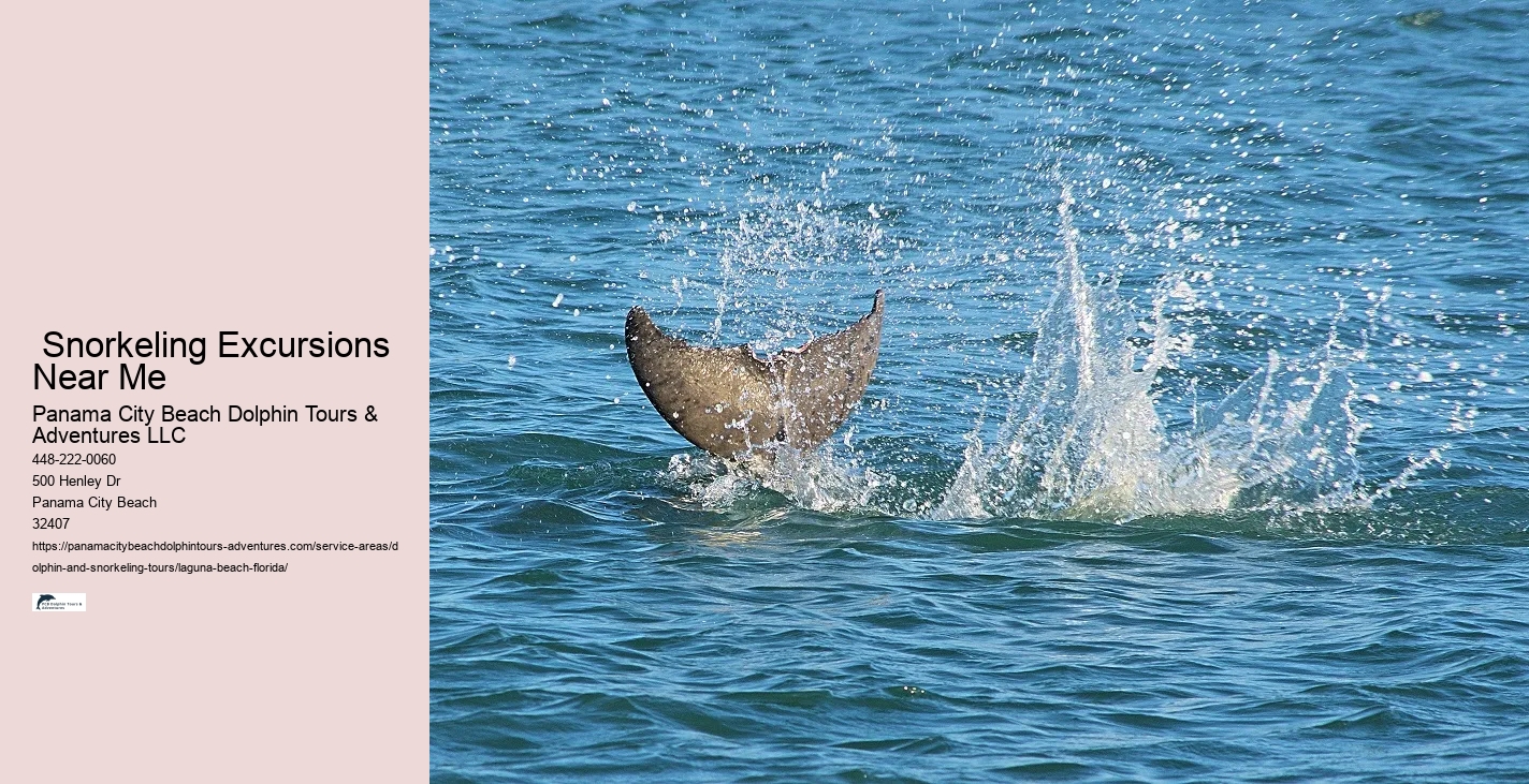 What beach in Florida has the most dolphins
