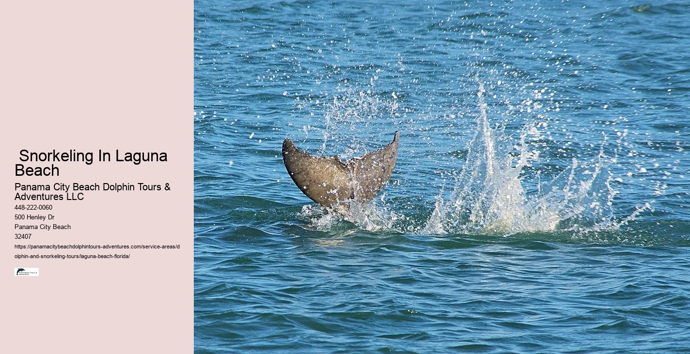 Is it legal to swim with wild dolphins in Florida