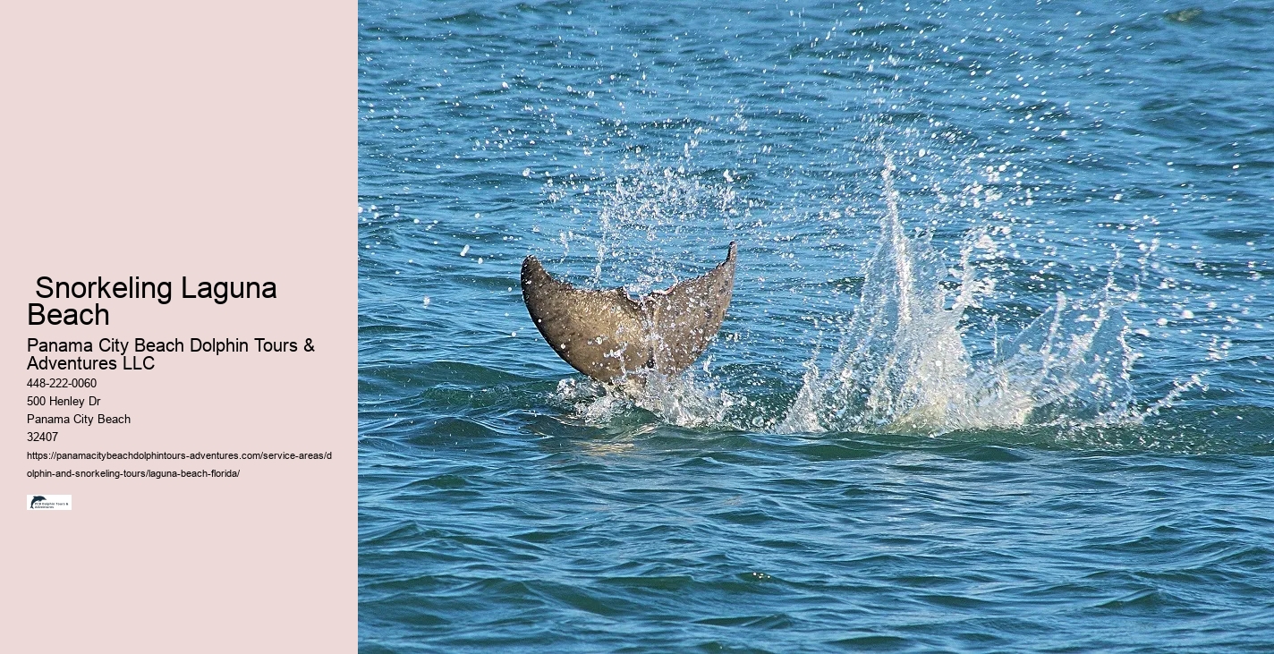 Yacht Dolphin Tours