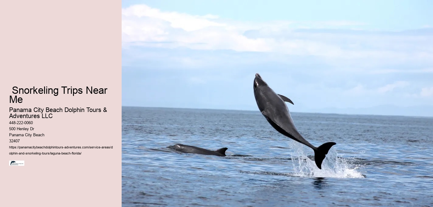 Sunset Dolphin Tours Near Me