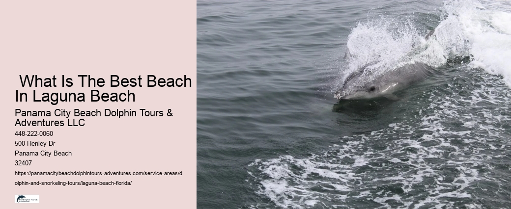 Dolphin Watching