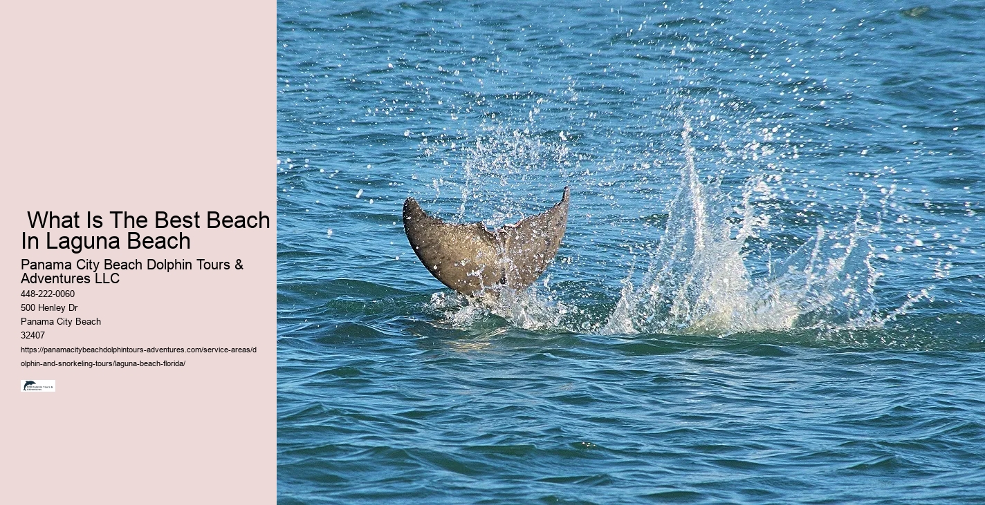 Dolphin And Snorkeling Tours Laguna Beach Florida