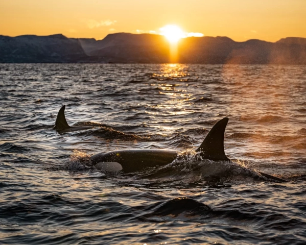 Dolphin Watching Cruise Near Me